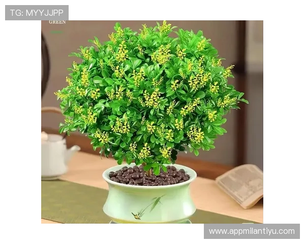 米兰开花时间预测:每年春夏秋季节花卉盛开的具体时间安排 米兰开花时间预测:每年春夏秋季节花卉盛开的具体时间安排